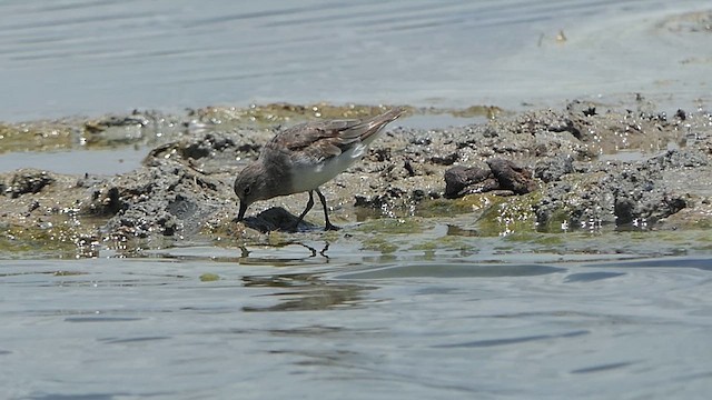 Gambecchio nano - ML623989085