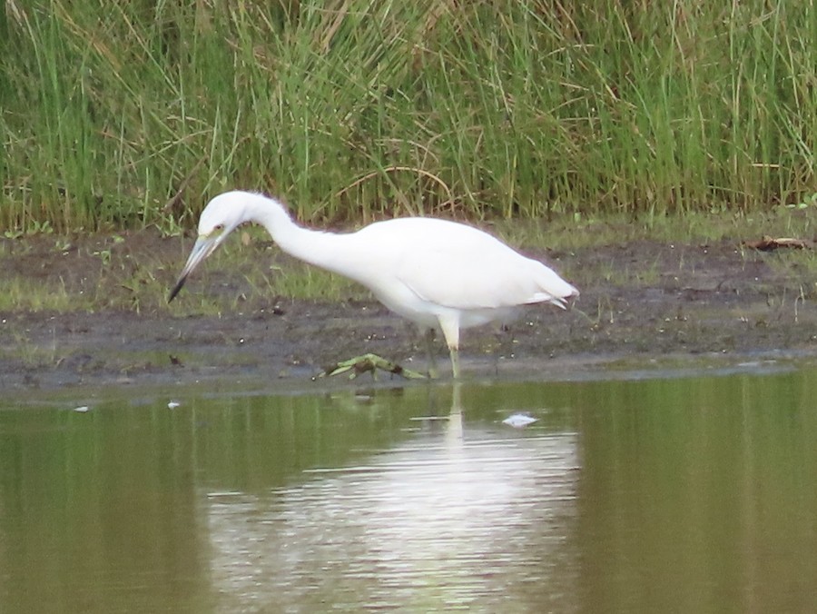 Little Blue Heron - Ruth Bergstrom