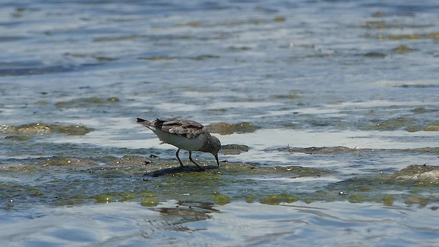 Gambecchio nano - ML623989091