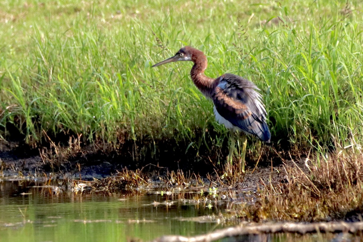 Tricolored Heron - ML623989169