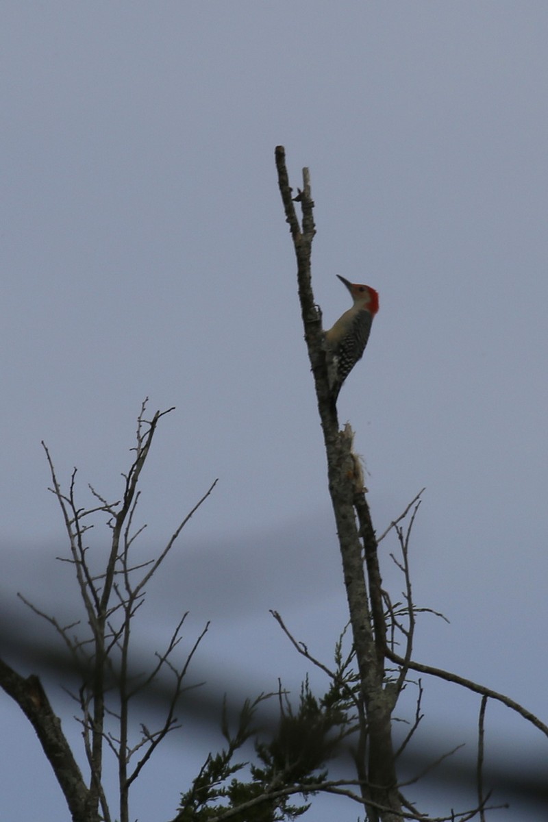 datel karolínský - ML623989178