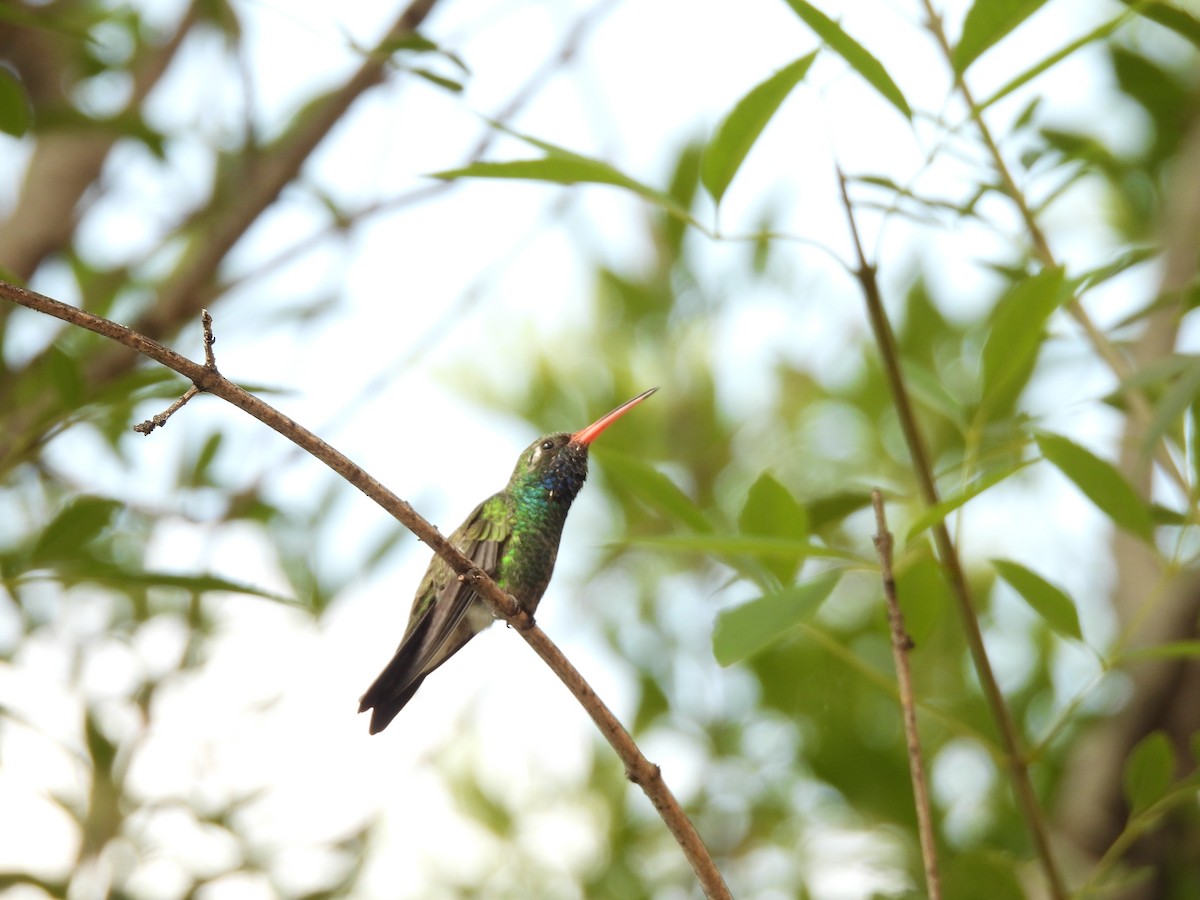 Geniş Gagalı Kolibri - ML623989186