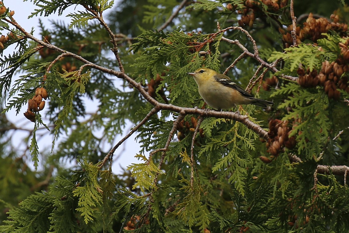 lesňáček kaštanový - ML623989196