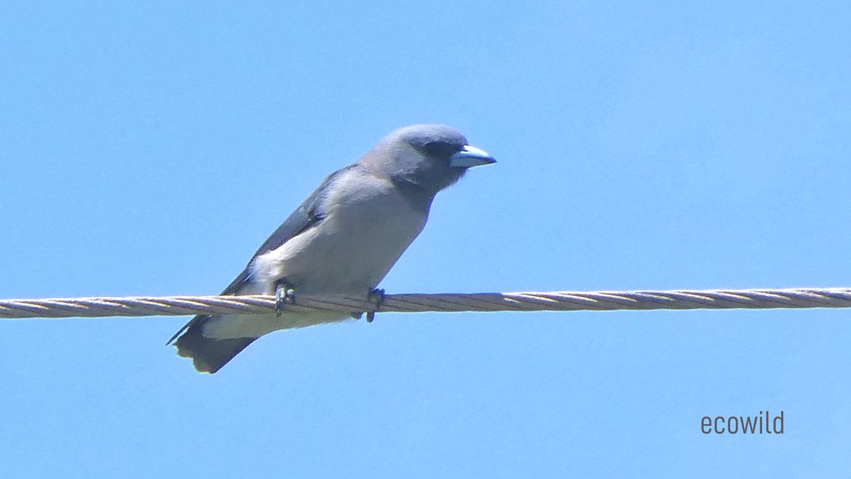 Ashy Woodswallow - ML623989226