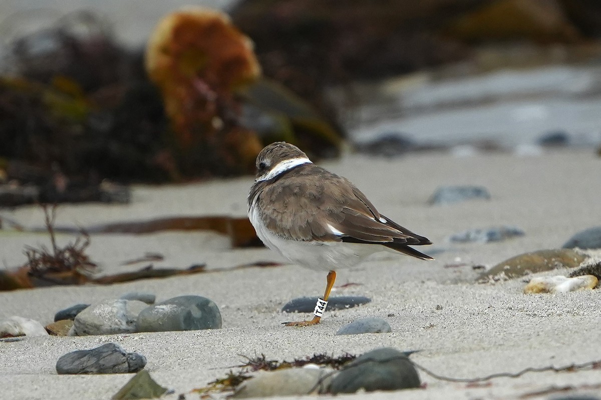 Common Ringed Plover - ML623989277