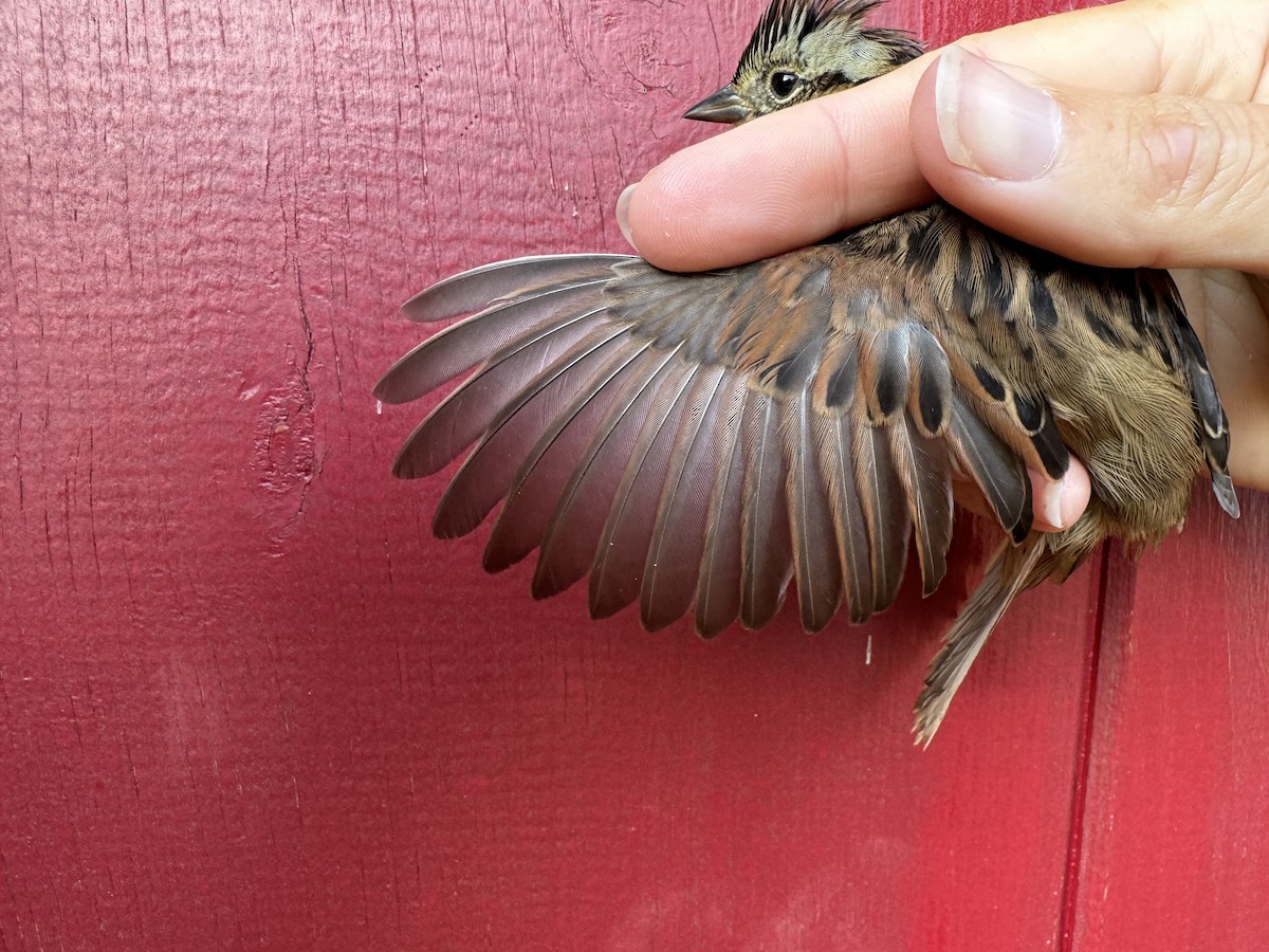 Swamp Sparrow - Lauren diBiccari