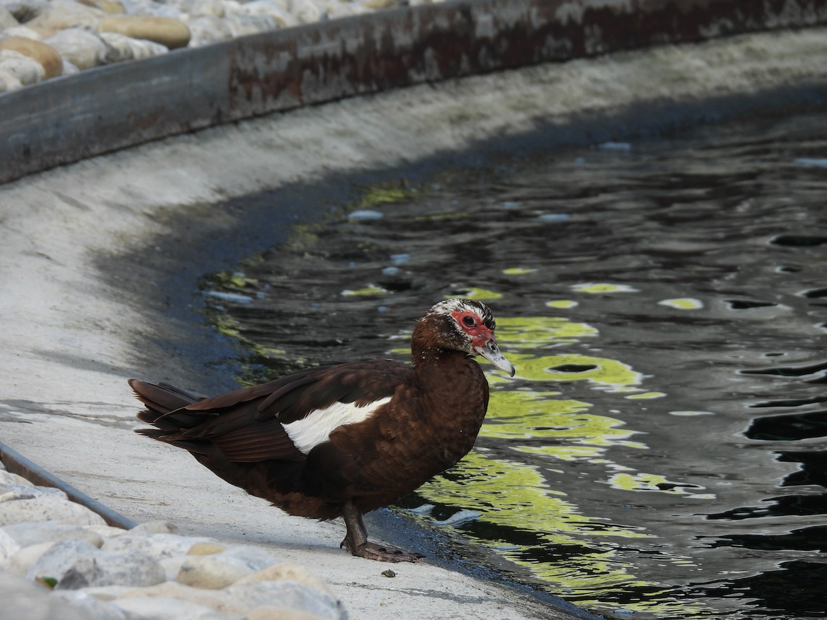 Muscovy Duck (Domestic type) - ML623989297