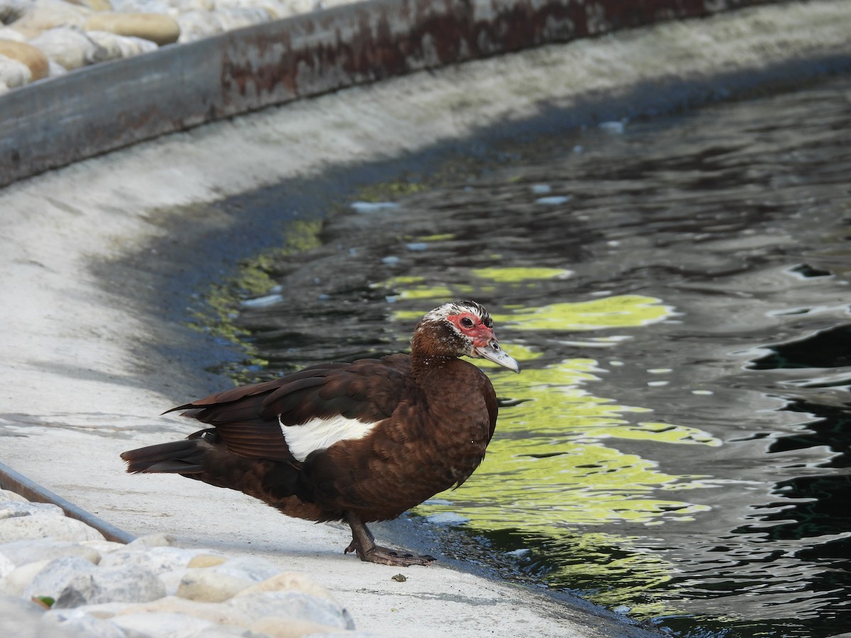 Muscovy Duck (Domestic type) - ML623989298