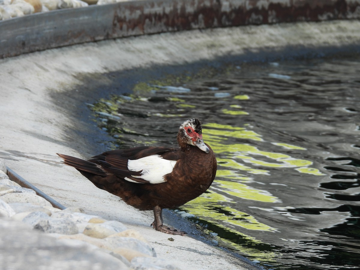 Muscovy Duck (Domestic type) - ML623989301