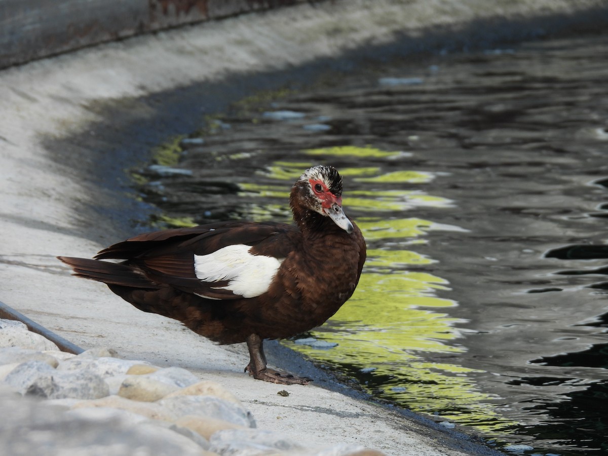 Muscovy Duck (Domestic type) - ML623989304