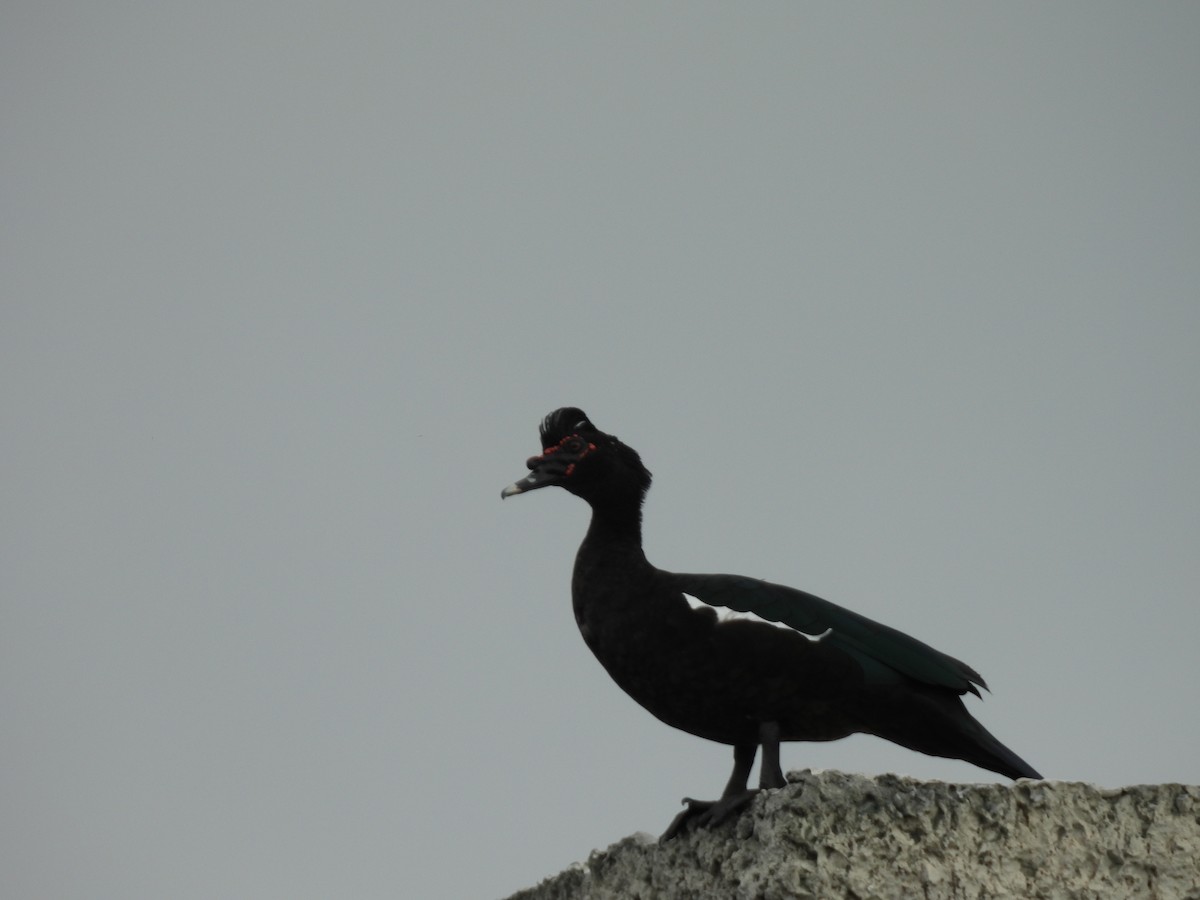 Muscovy Duck (Domestic type) - ML623989305