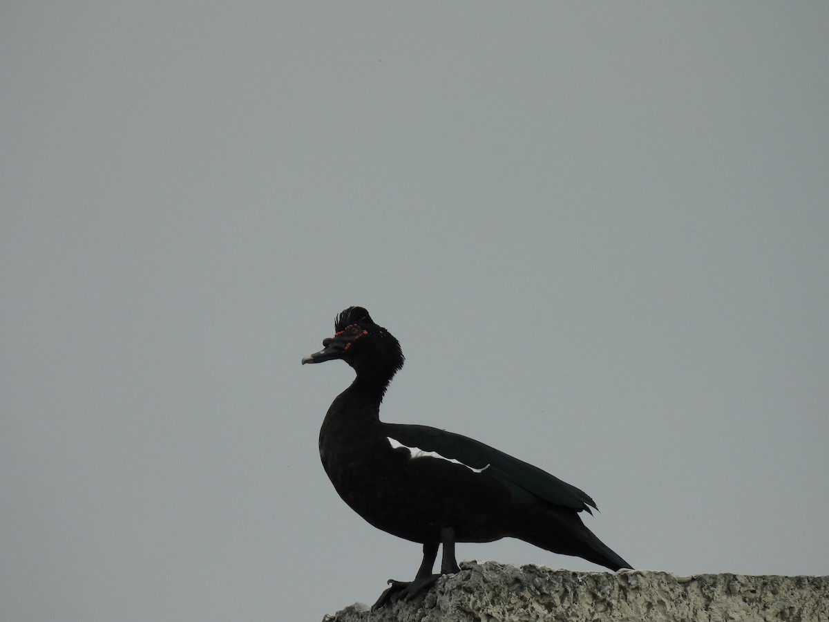 Muscovy Duck (Domestic type) - ML623989307