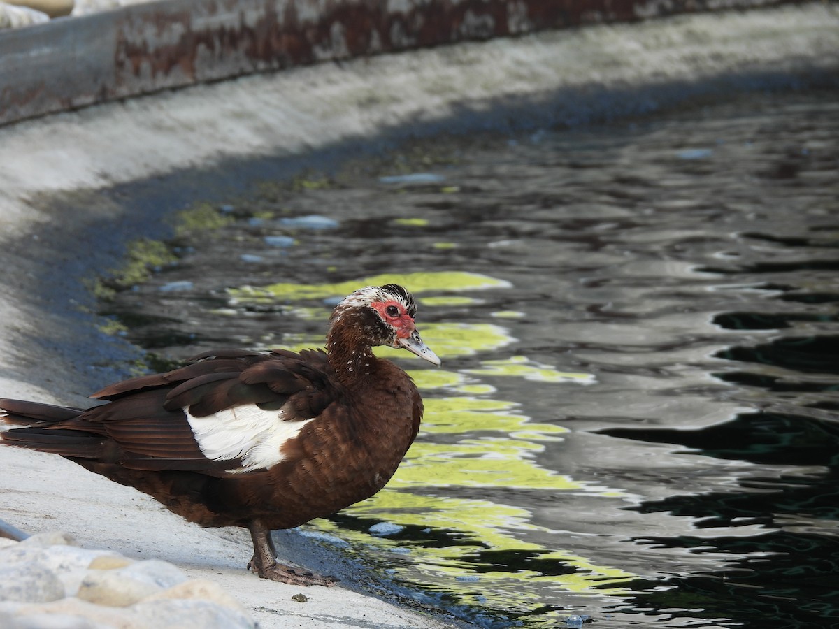 Muscovy Duck (Domestic type) - ML623989308