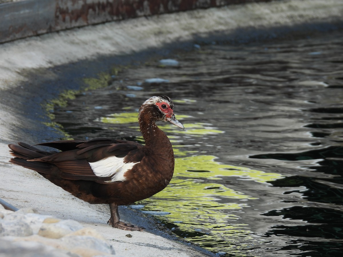 Muscovy Duck (Domestic type) - ML623989309