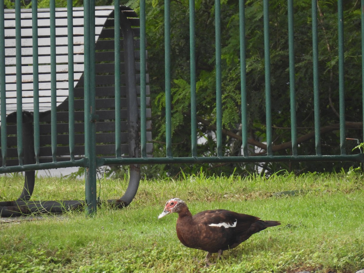 Muscovy Duck (Domestic type) - ML623989310