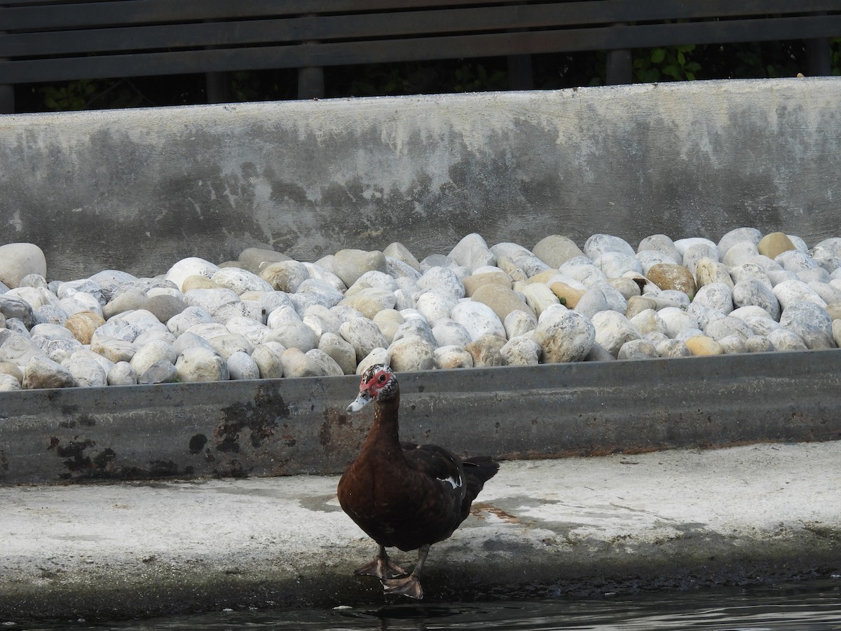 Muscovy Duck (Domestic type) - ML623989311