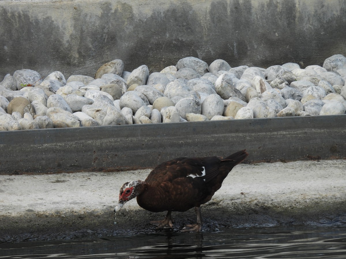 Muscovy Duck (Domestic type) - ML623989312