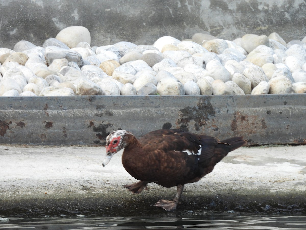 Muscovy Duck (Domestic type) - ML623989313