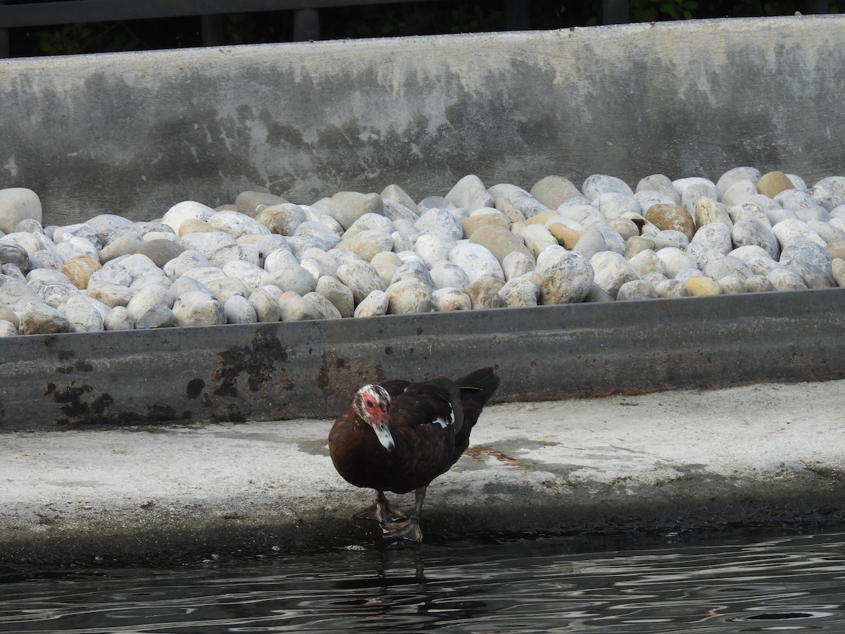 Muscovy Duck (Domestic type) - ML623989314