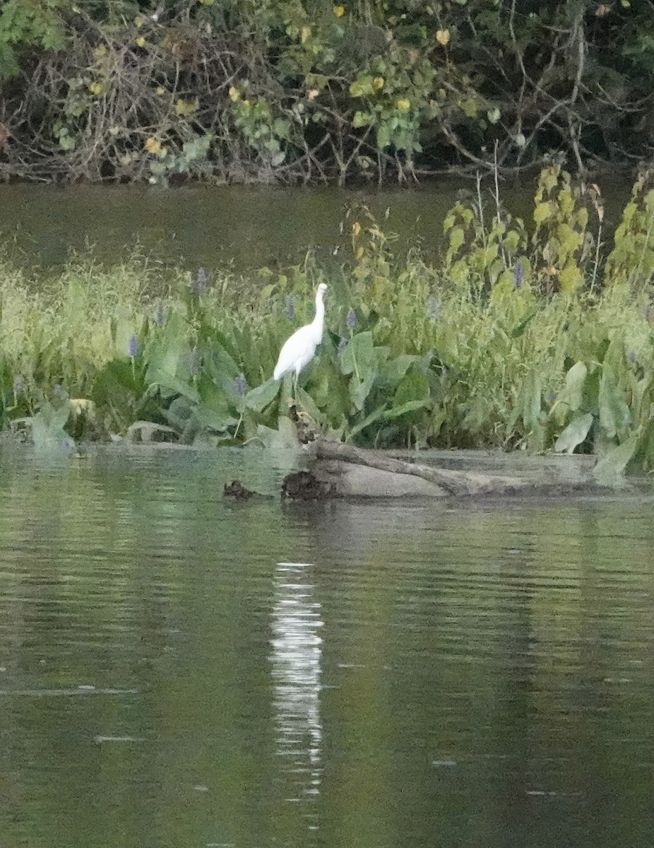 Snowy Egret - ML623989316