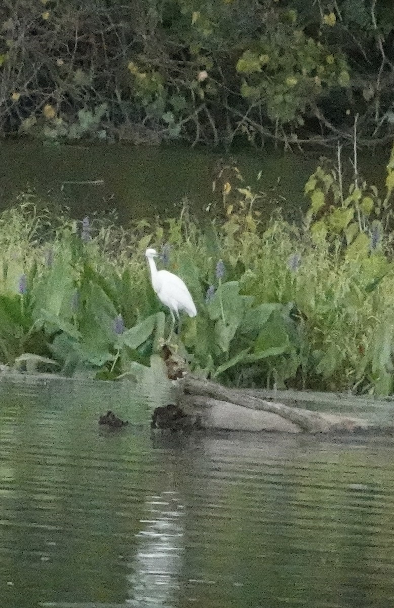 Snowy Egret - ML623989317