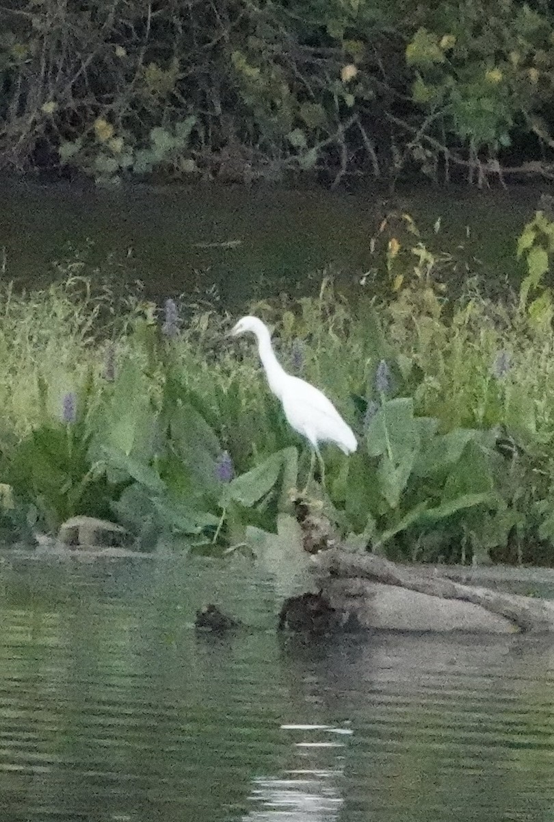 Snowy Egret - ML623989318