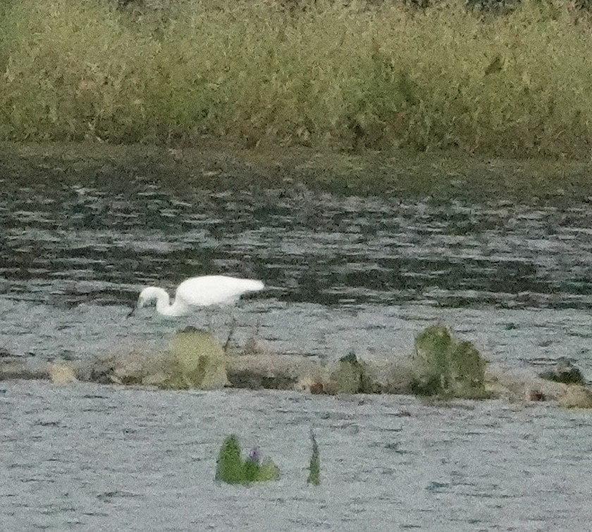 Snowy Egret - ML623989319