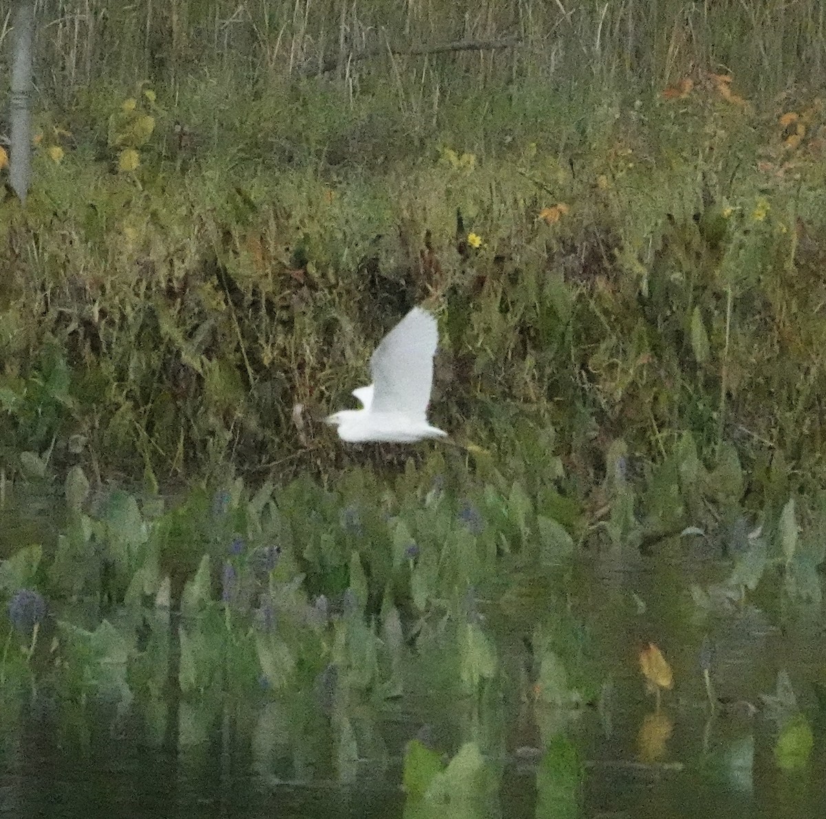 Snowy Egret - ML623989320