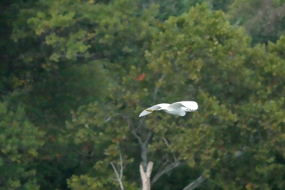 Snowy Egret - ML623989321