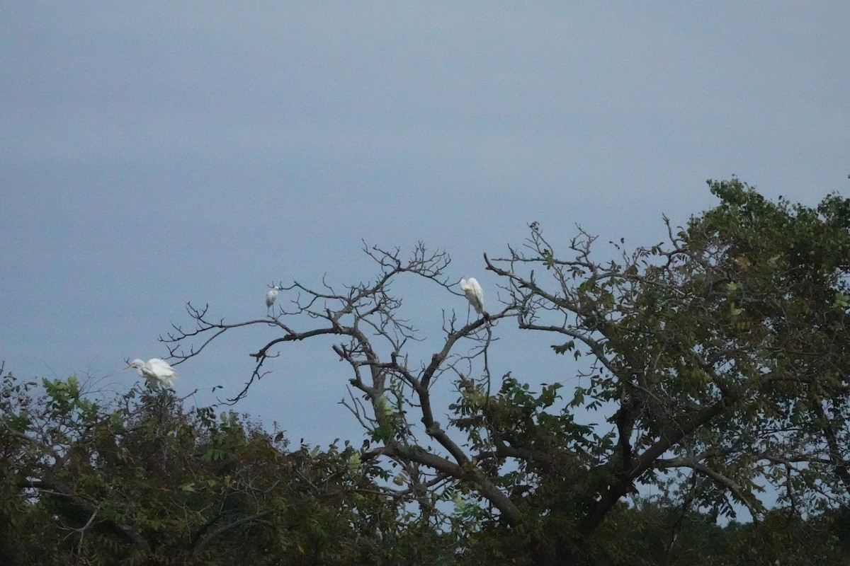 Snowy Egret - ML623989322