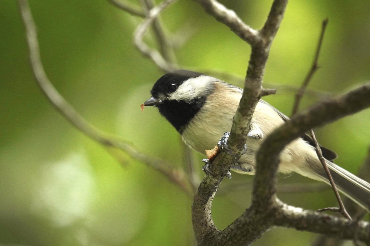 Carolina Chickadee - ML623989323