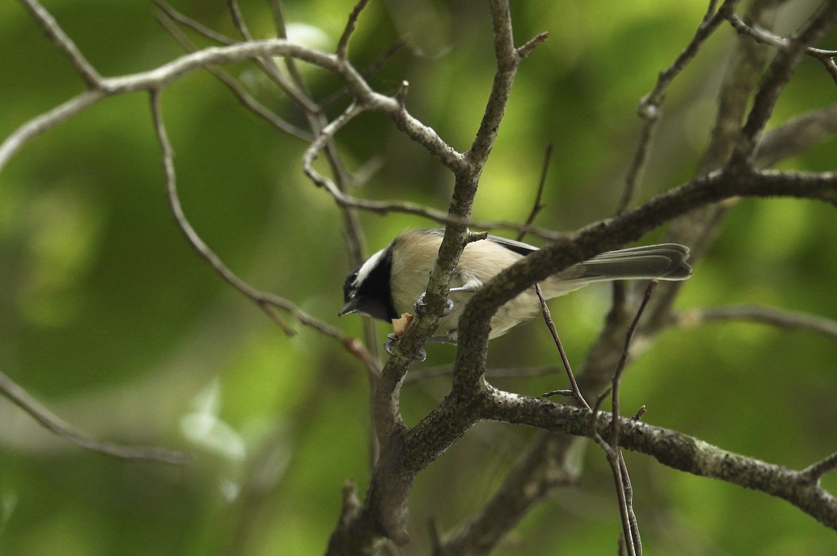 Carolina Chickadee - ML623989325