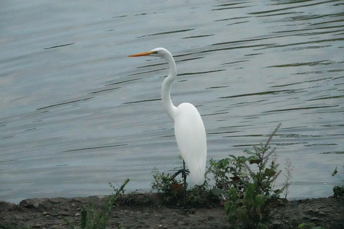 Great Egret - ML623989326