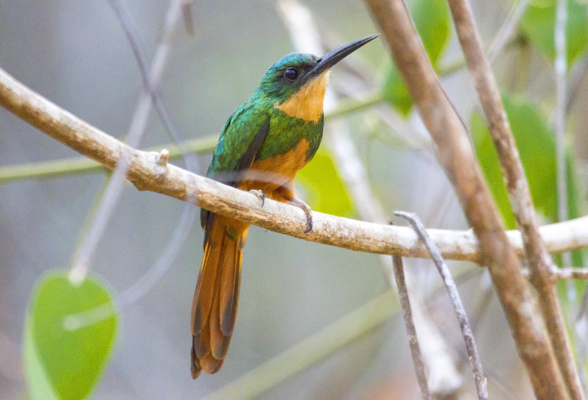 Rufous-tailed Jacamar - ML623989332