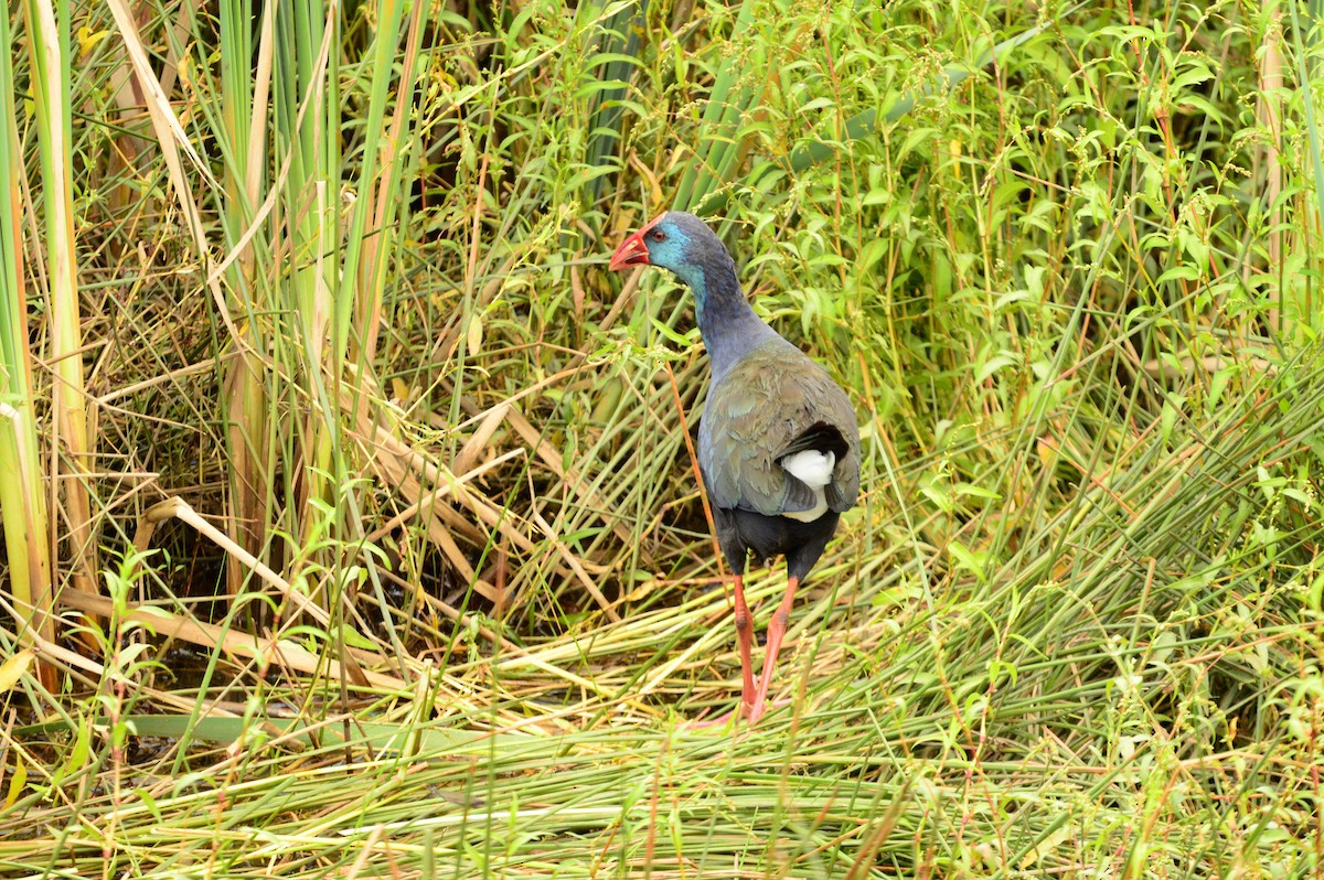 African Swamphen - ML623989334