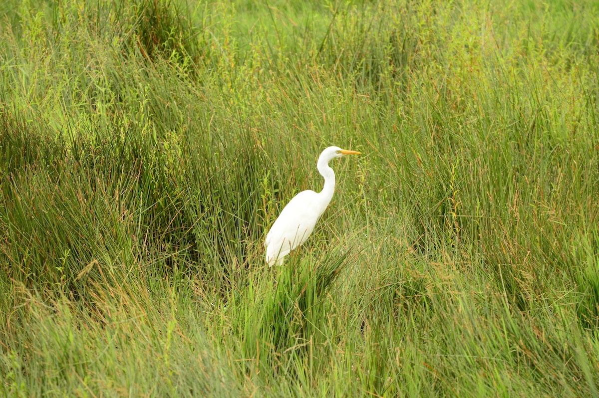 Yellow-billed Egret - ML623989354