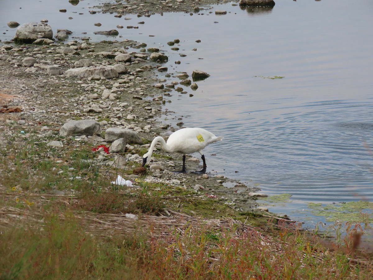 Trumpeter Swan - ML623989365