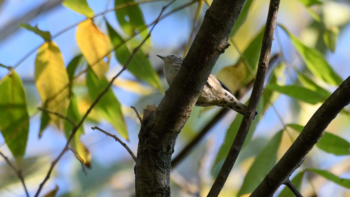 Black-and-white Warbler - ML623989377