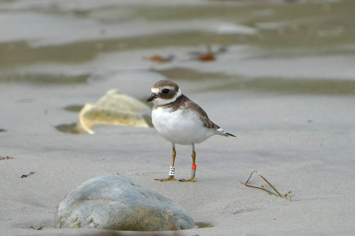 Common Ringed Plover - ML623989381