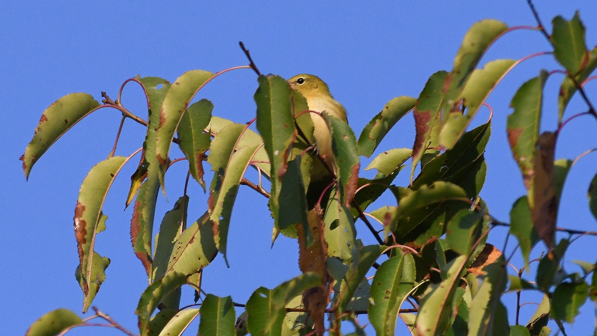 Blackpoll Warbler - Michael Lorenz