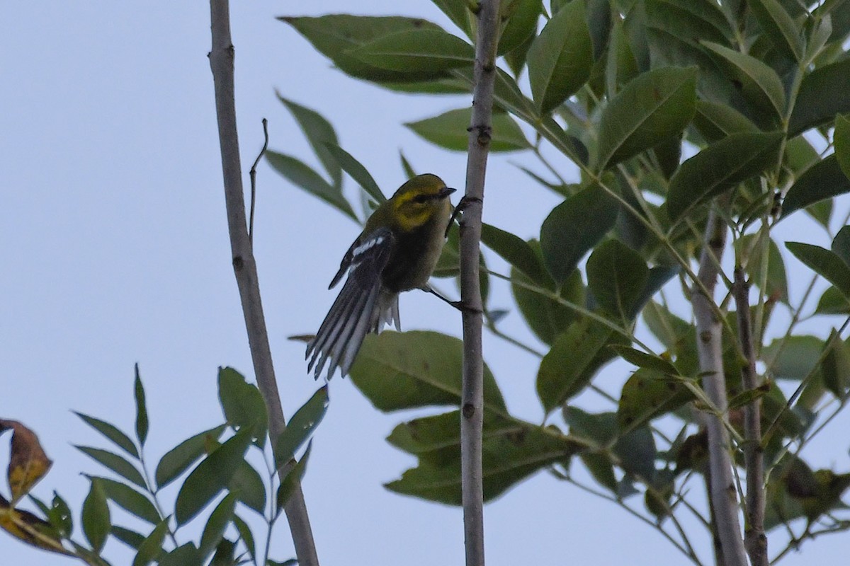 Black-throated Green Warbler - ML623989430