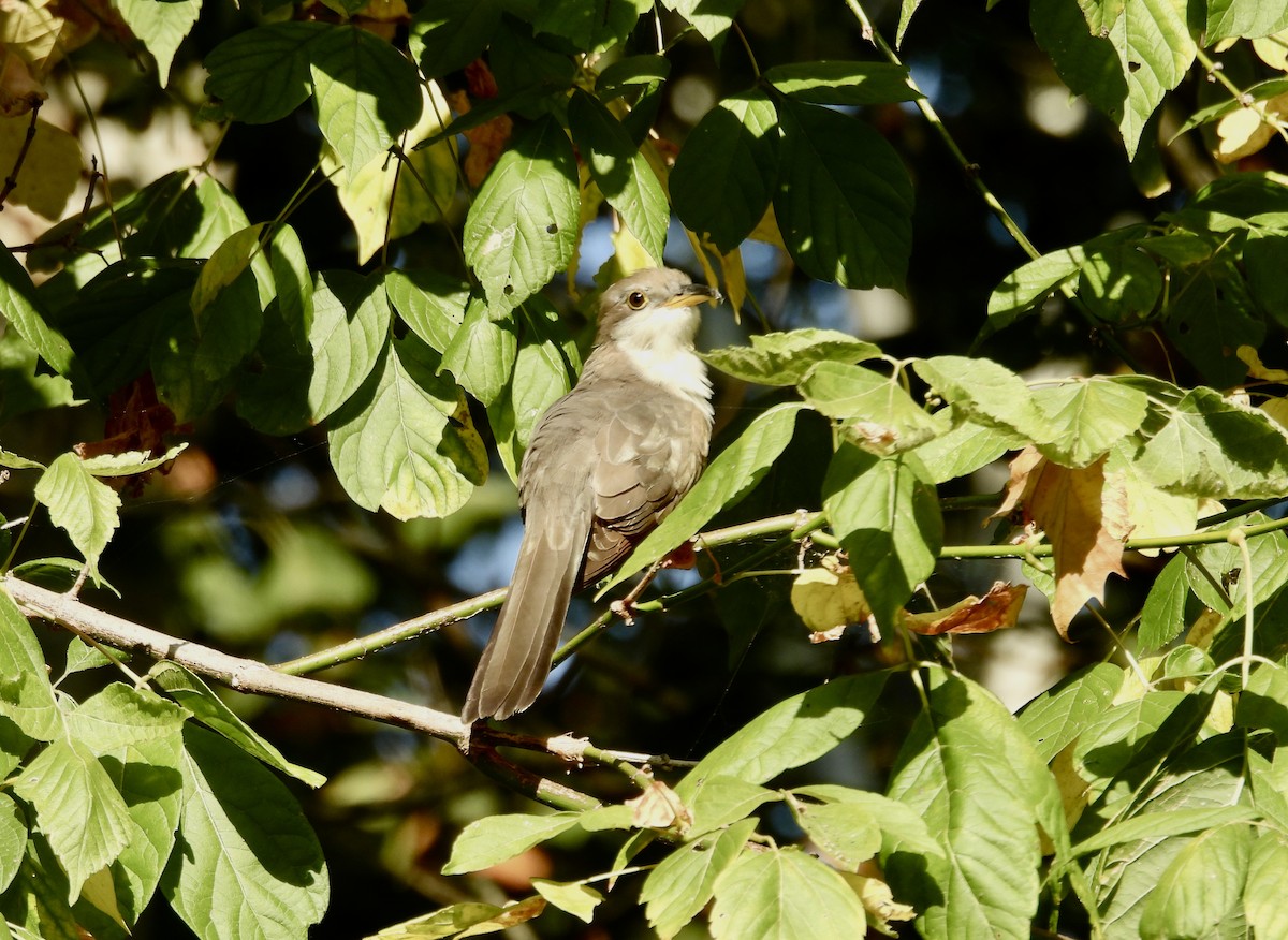 Gelbschnabelkuckuck - ML623989473