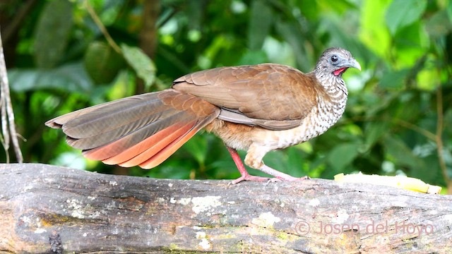 Speckled Chachalaca - ML623989546