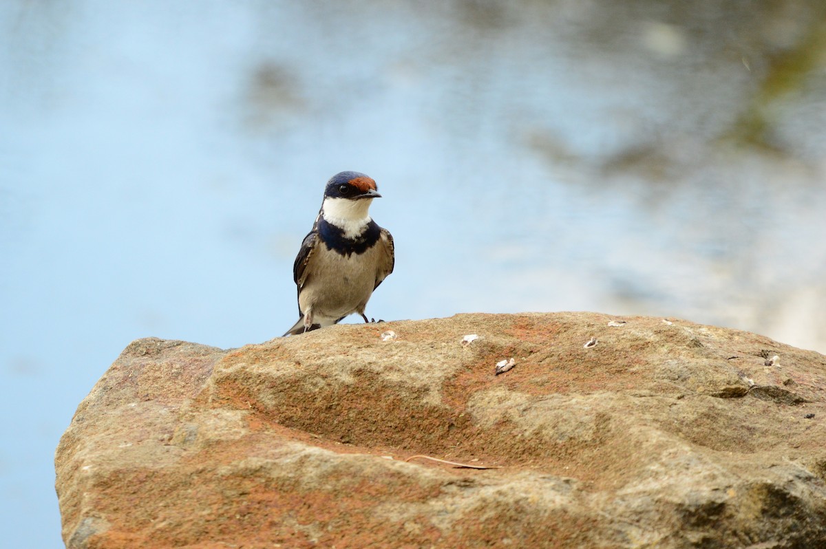 White-throated Swallow - ML623989569