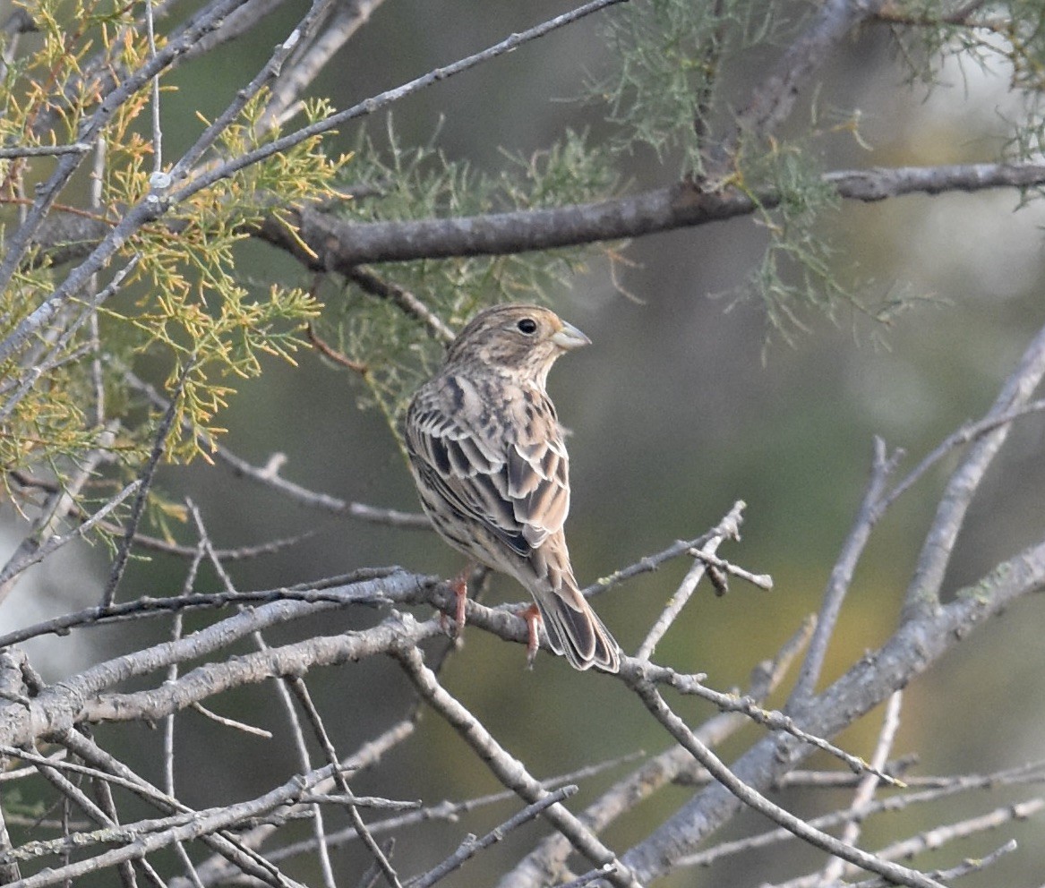 Corn Bunting - ML623989579