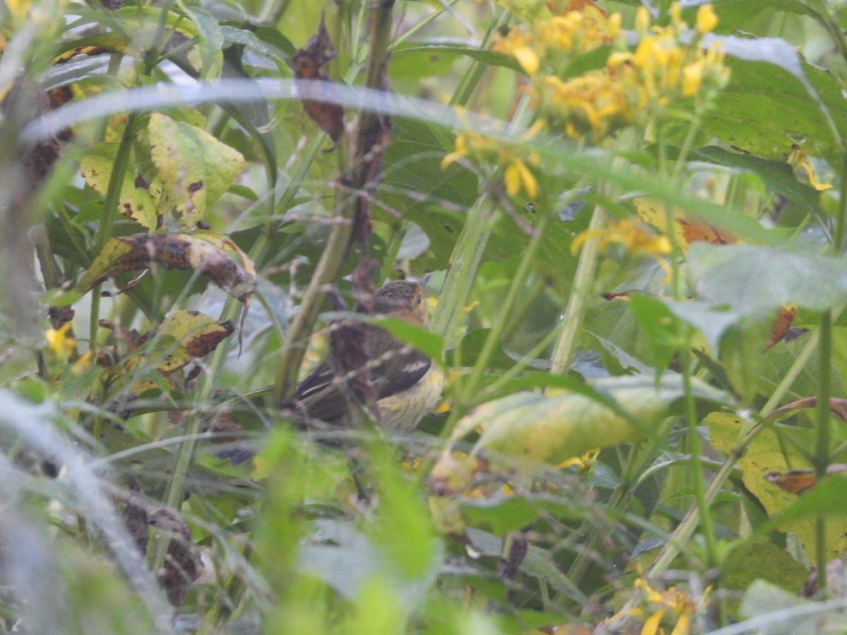 Bay-breasted Warbler - Patty McQuillan