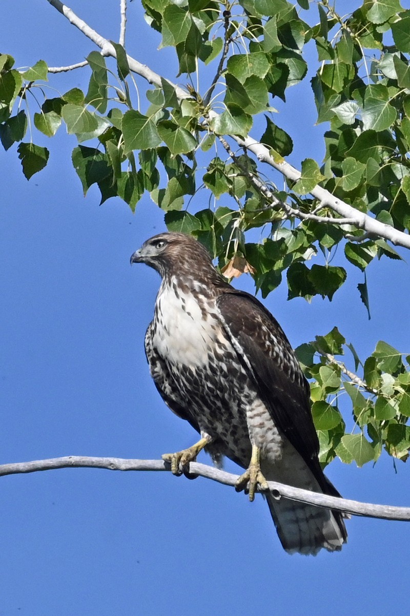 Red-tailed Hawk - ML623989601