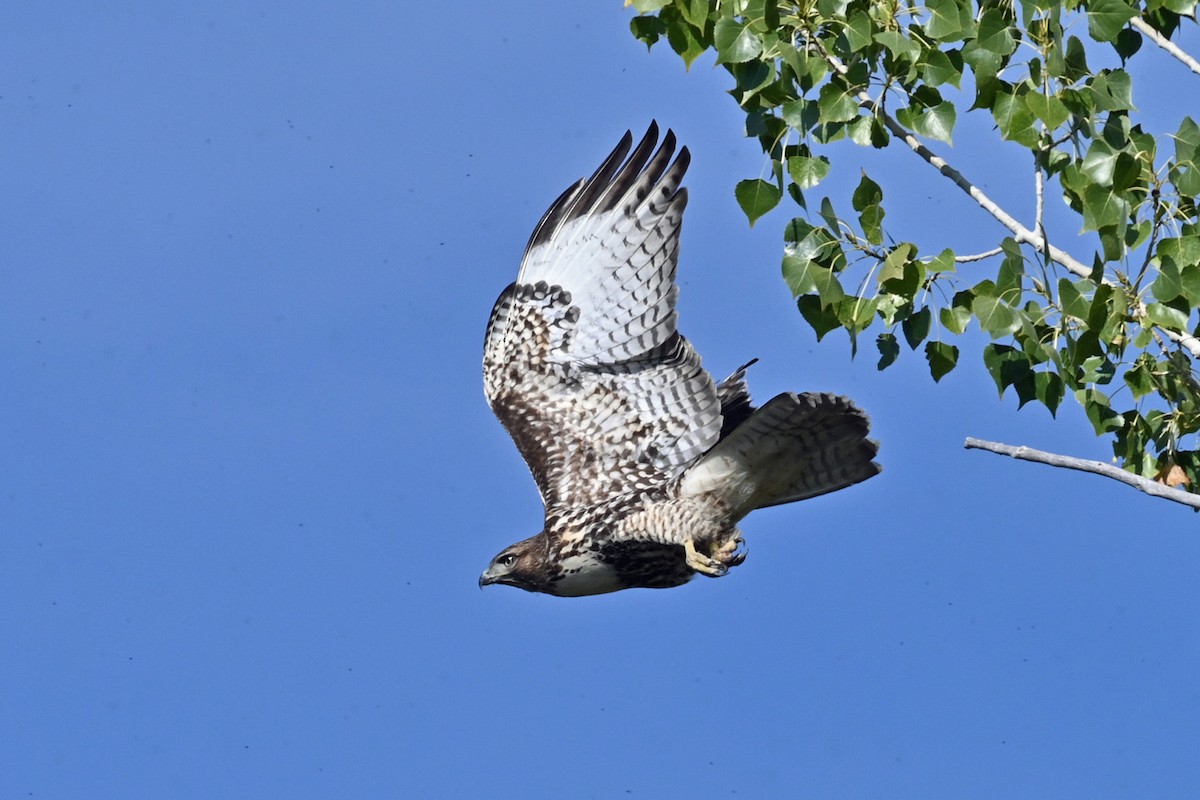 Red-tailed Hawk - ML623989602