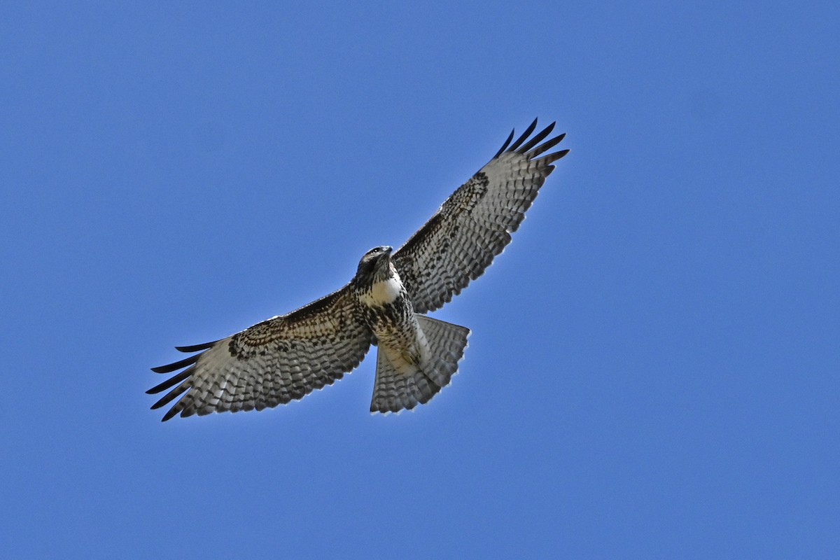 Red-tailed Hawk - Faye Spencer