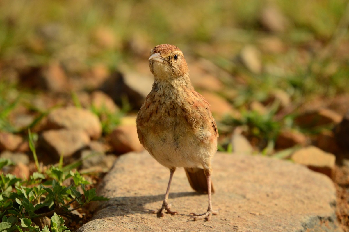 Eastern Long-billed Lark - ML623989665